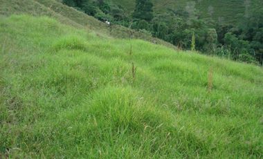 FINCA EN VENTA EN PADUA/TOLIMA