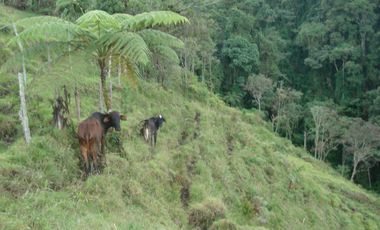 FINCA EN VENTA EN PADUA/TOLIMA