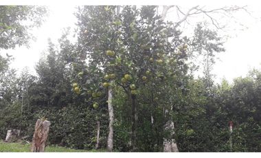 DISFRUTA DEL CLIMA. FINCA EN SILVANIA VENTA O PERMUTA