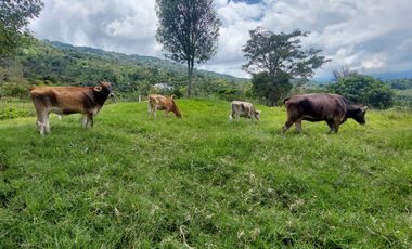 Finca en venta en silvania  ganadera vereda Panamá