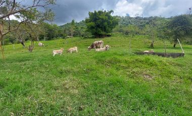 Finca en venta en silvania  ganadera vereda Panamá