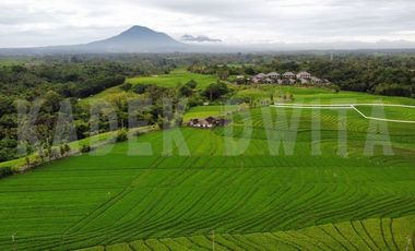 MURAH Tanah kapling braban tabanan kawasan akomodasi pariwisata
