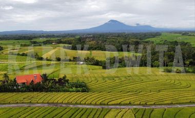 MURAH Tanah kapling braban tabanan kawasan akomodasi pariwisata