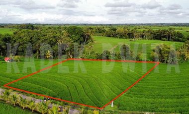 MURAH Tanah kapling braban tabanan kawasan akomodasi pariwisata