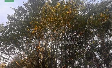 Parcela En Venta En Fresia Sector Rio Blanco