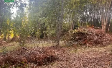 Parcela En Venta En Fresia Sector Rio Blanco