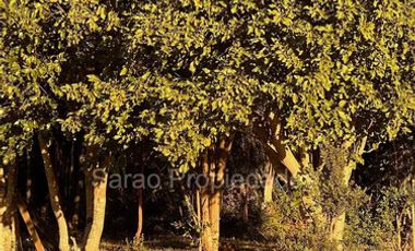 Parcela En Venta En Fresia Sector Rio Blanco