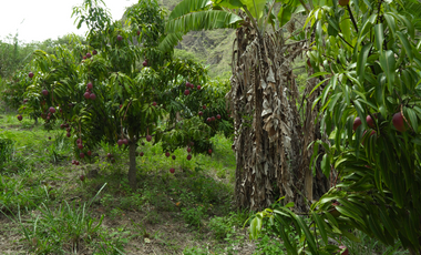 Paraíso de aguacates y mangos - Propiedad generadora de ingresos