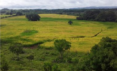 VENDO 1400 HECTAREAS EN DARIEN