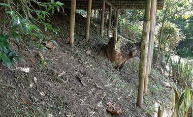 FINCA EN VENTA GIRARDOTA Y BARBOSA ANTIOQUIA COLOMBIA.