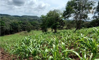 Se Vende hermoso Terreno en la Chorrera, Santa Rita
