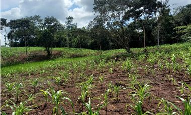 Se Vende hermoso Terreno en la Chorrera, Santa Rita
