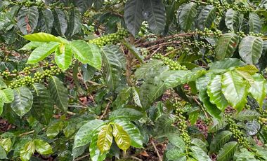finca en venta en cachipay. Cod V12359