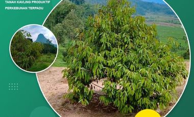 Tanah Lahan Kebun Dijual Cepat | Bogor timur