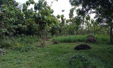 Tanah kebun pangeran kejaksan sumber cirebon