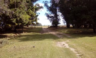 CAMPO CHACRA 12 HECTARIAS. PDO. LOBERIA