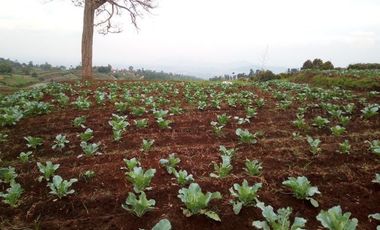 120 M2 Kavling Lembah & Bukit Rumah Kayu Kampung Hijau, PakuHaji, BISA DP & CICIL