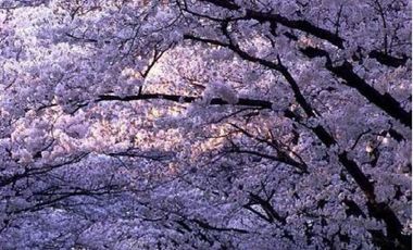 Flores Prop. Vende Departamento de 4 ambientes en Nordelta -  CondominioTown Kiri