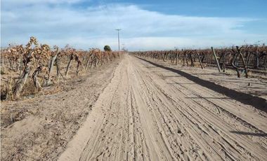 VENTA DE FINCA 50 HAS EN EL MIRADOR, RIVADAVIA, MZA .