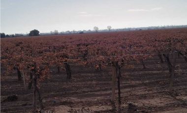 VENTA DE FINCA 50 HAS EN EL MIRADOR, RIVADAVIA, MZA .
