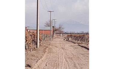 VENTA DE FINCA 50 HAS EN EL MIRADOR, RIVADAVIA, MZA .