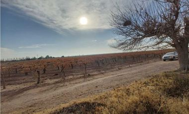 VENTA DE FINCA 50 HAS EN EL MIRADOR, RIVADAVIA, MZA .