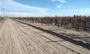 VENTA DE FINCA 50 HAS EN EL MIRADOR, RIVADAVIA, MZA .