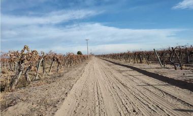 VENTA DE FINCA 50 HAS EN EL MIRADOR, RIVADAVIA, MZA .