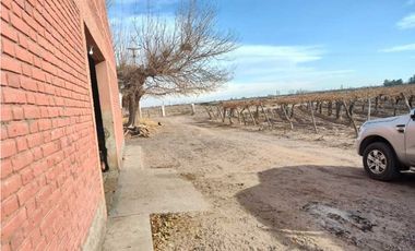 VENTA DE FINCA 50 HAS EN EL MIRADOR, RIVADAVIA, MZA .