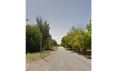 VENTA DE FINCA 50 HAS EN EL MIRADOR, RIVADAVIA, MZA .