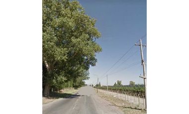VENTA DE FINCA 50 HAS EN EL MIRADOR, RIVADAVIA, MZA .