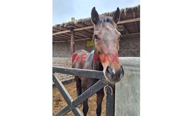 ¡Oportunidad Única!! Construye Tu Casa De Campo Soñada En Cerro Azul !!