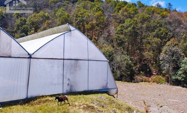 VENTA DE HERMOSO TERRENO CON INVERNADEROS COLINDA CON ARROYO EN CARBONERAS, MINERAL DEL CHICO.
