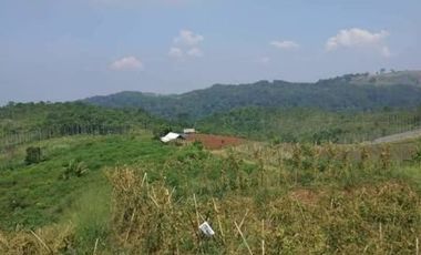 Jual Cepat Tanah Murah 200 Ha Di Cipanas Kota Cianjur