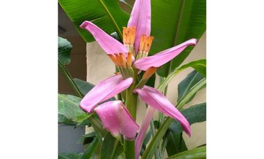 VENTA CASA EN  ALTOS DEL MARIA