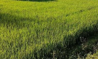 Agricultural Land for Sale (rice field)