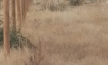 Parcela de Agradado a orilla de Camino Pavimentado