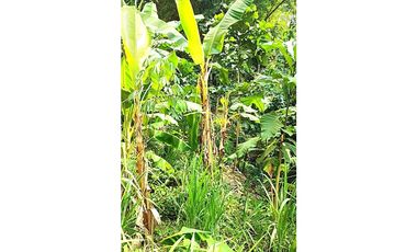 Tarapoto - Terreno en Venta - 1,137 m2 - Dist. La Banda de Shilcayo