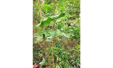 Tarapoto - Terreno en Venta - 1,137 m2 - Dist. La Banda de Shilcayo