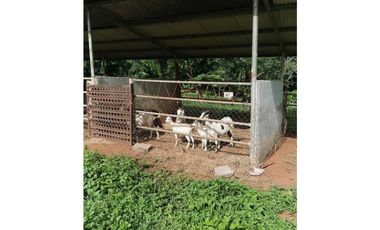 VENDO FINCA DE 73 HECTAREAS CON EQUIPOS DE LECHERIA SAN JUAN