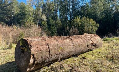 Agrícola en Venta en Maullin