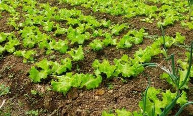 Tanah Kebun Cihanjuang Rahayu Parongpong Bandung Barat