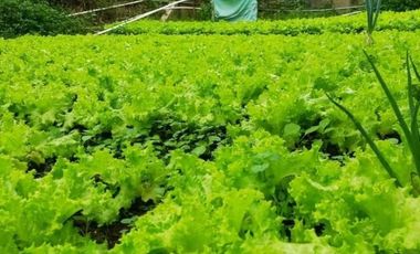 Tanah Kebun Cihanjuang Rahayu Parongpong Bandung Barat