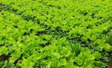 Tanah Kebun Cihanjuang Rahayu Parongpong Bandung Barat