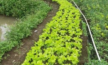 Tanah Kebun Cihanjuang Rahayu Parongpong Bandung Barat