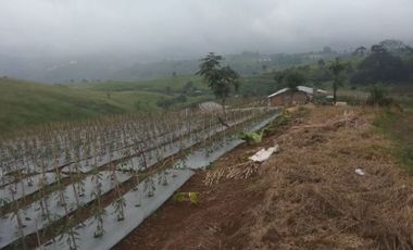 Jual Cepat Tanah Pertanian 130 Ha Di Cipanas Kota Cianjur