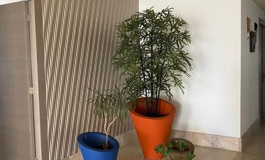 Departamento - Bosque Real