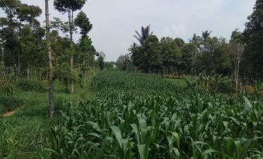 Jual Tanah Pertanian Murah 5 Ha Di Sukaraja Sukabumi