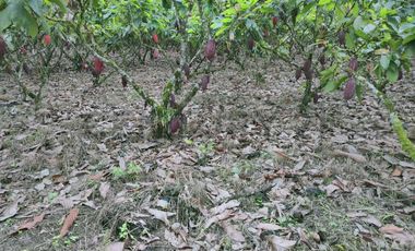 Venta de 8 ha. Cacaotera, en el Triunfo Km 52, CriR