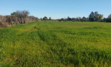 Terreno de 3,5 hectáreas en El Torreón, San Nicolás, Ñuble